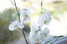 Orchideengebinde